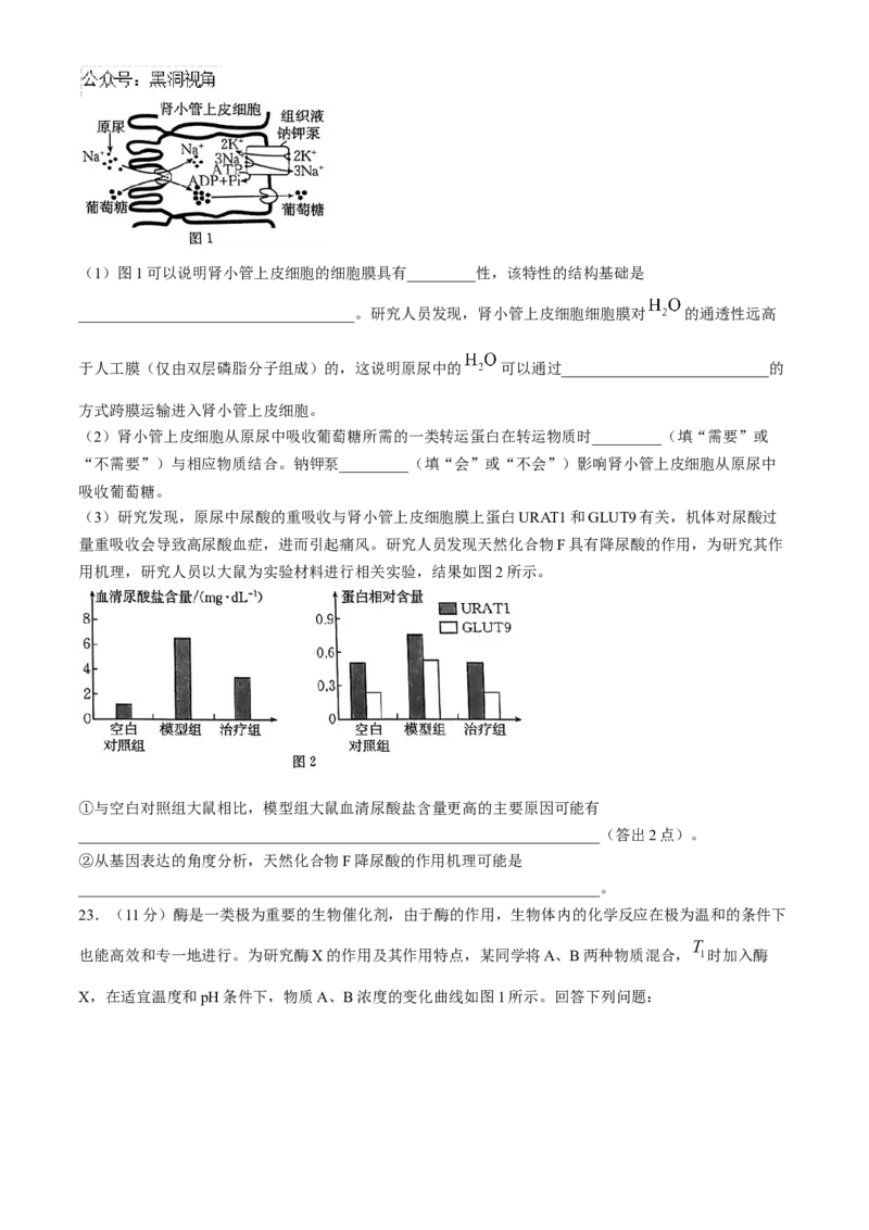 河南省2025届高三上学期联考（二）生物试题Word版含解析_2024-2025高三（6-6月题库）_2024年10月试卷_1010河南省2025届高三上学期联考（二）