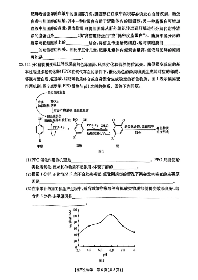 河北省2024-2025学年高三年级上学期9月份考试生物试题_2024-2025高三（6-6月题库）_2024年09月试卷_09282024-2025学年河北省金太阳高三年级上学期9月份考试（25-35C）