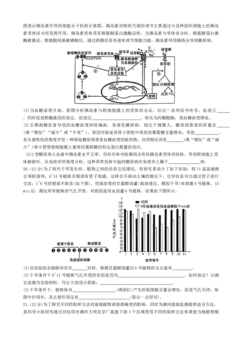 湖南省名校联盟2024-2025学年高二上学期12月检测生物试题_2024-2025高二（7-7月题库）_2025年01月试卷_0101湖南省名校联盟2024-2025学年高二上学期12月联考