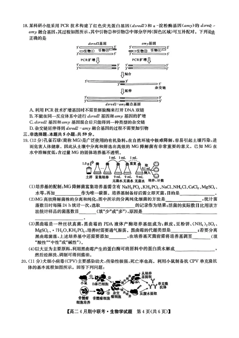 河北省保定市六校联盟2024-2025学年高二下学期4月期中考试生物试题（扫描版有答案）_2024-2025高二（7-7月题库）_2025年05月试卷