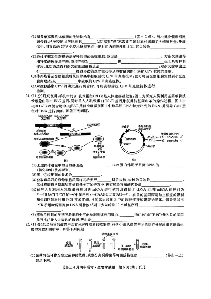 河北省保定市六校联盟2024-2025学年高二下学期4月期中考试生物试题（扫描版有答案）_2024-2025高二（7-7月题库）_2025年05月试卷