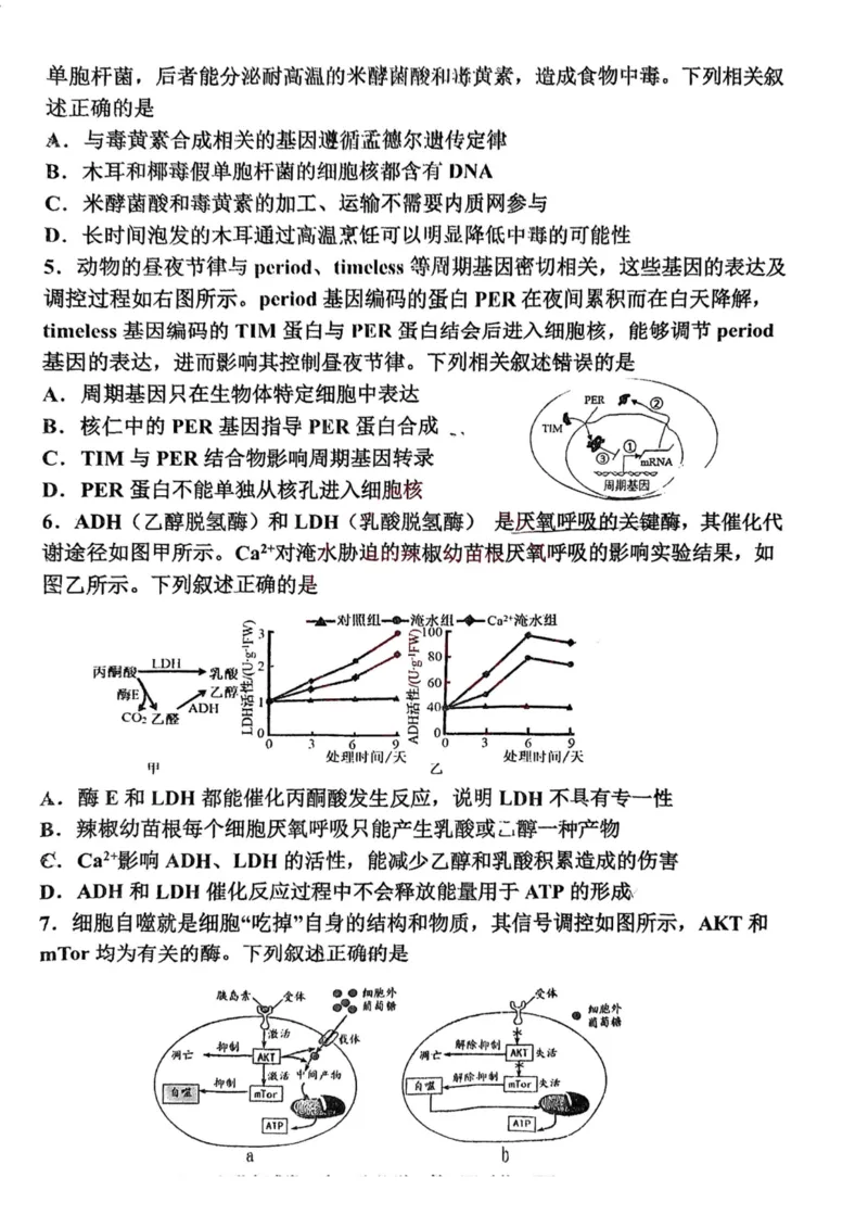 天津市北辰区2024-2025学年高三上学期11月期中生物试题（含答案）_2024-2025高三（6-6月题库）_2024年11月试卷_1125天津市北辰区2024-2025学年高三上学期11月期中考试