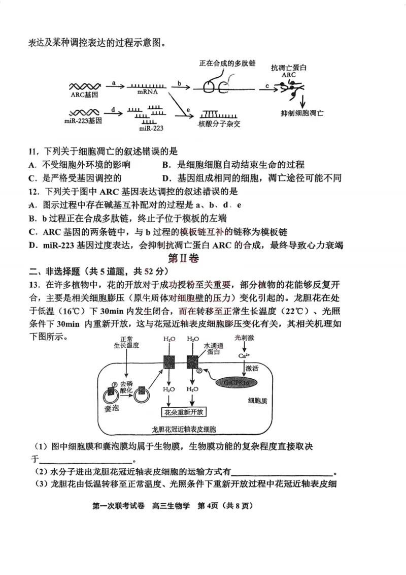 天津市北辰区2024-2025学年高三上学期11月期中生物试题（含答案）_2024-2025高三（6-6月题库）_2024年11月试卷_1125天津市北辰区2024-2025学年高三上学期11月期中考试