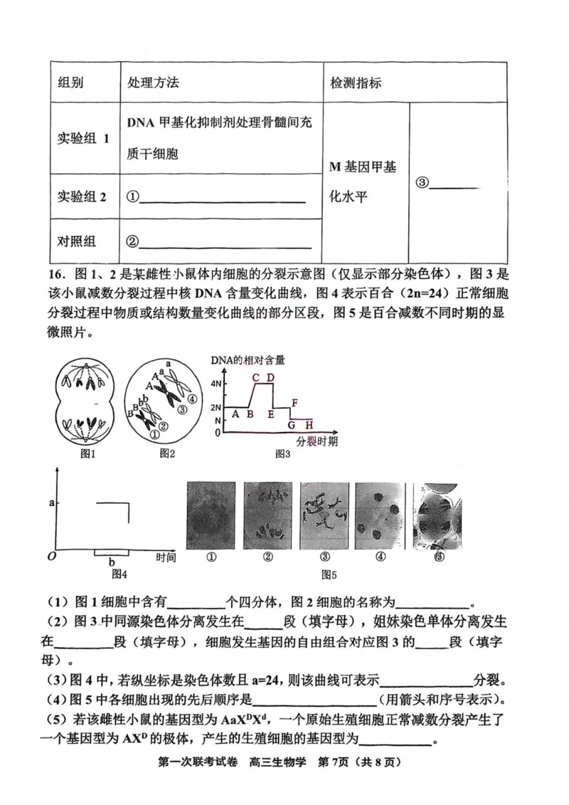 天津市北辰区2024-2025学年高三上学期11月期中生物试题（含答案）_2024-2025高三（6-6月题库）_2024年11月试卷_1125天津市北辰区2024-2025学年高三上学期11月期中考试
