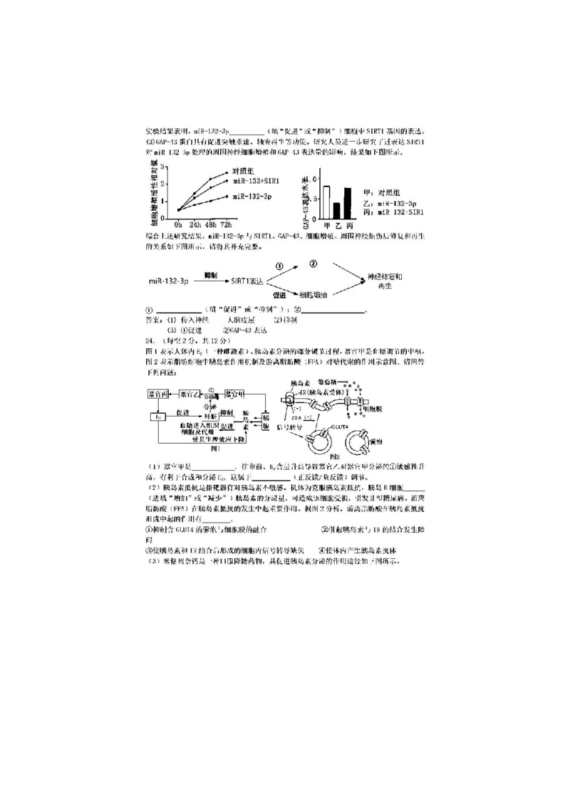 安徽省十联考合肥一中2024年11月高二期中联考生物试题_2024-2025高二（7-7月题库）_2024年11月试卷_1124安徽省十联考合肥一中2024年11月高二期中考试