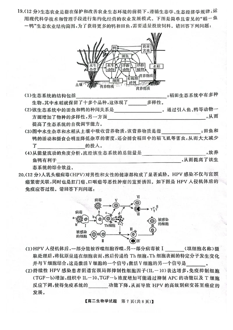 湖南省怀化市2024-2025学年高二上学期1月期末质量检测生物试卷（图片版，含解析）_2024-2025高二（7-7月题库）_2025年02月试卷_0210湖南省怀化市2024-2025学年高二上学期1月期末考试