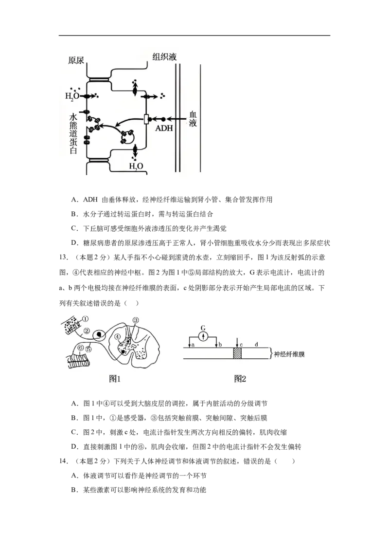 湖北省黄冈市黄梅县育才高级中学2025-2026学年高二上学期12月月考生物试题_2024-2025高二（7-7月题库）_2026年1月高二