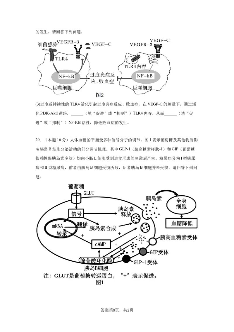 湖北省黄冈市黄梅县育才高级中学2025-2026学年高二上学期12月月考生物试题_2024-2025高二（7-7月题库）_2026年1月高二