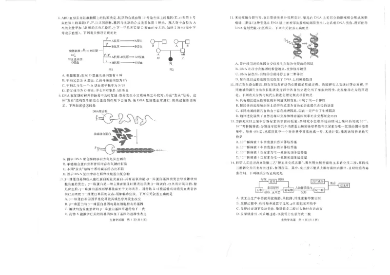 四川省九市2024-2025学年高三上学期（12月）第一次诊断性考试生物试卷+答案_2024-2025高三（6-6月题库）_2024年12月试卷