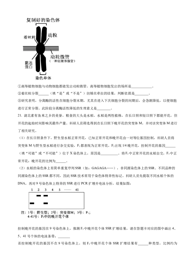 湖北省武汉市华中师范大学第一附属中学2023-2024学年高三期中生物试题（原卷版）(1)_2023年11月_0211月合集_2024届湖北省华中师范大学第一附属中学高三上学期11月期中