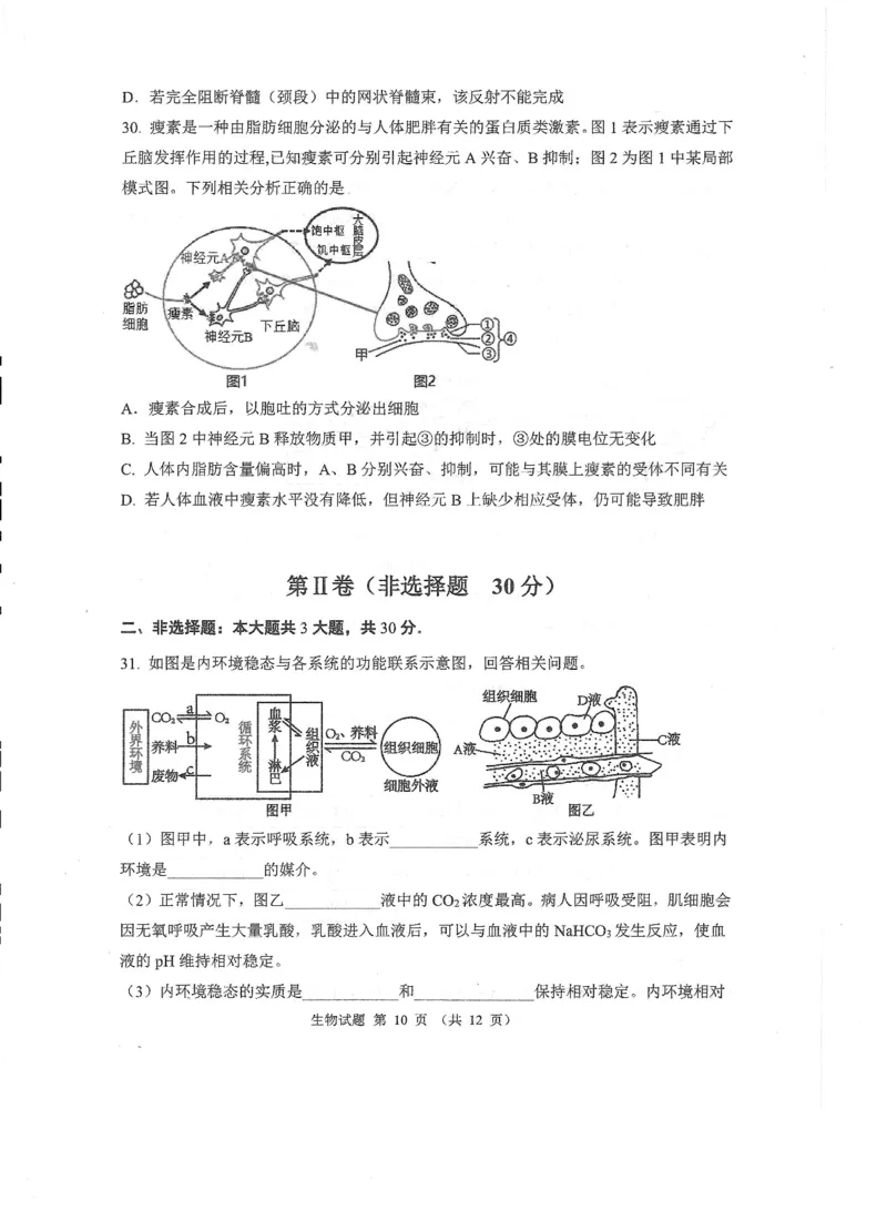 山东省实验中学2024-2025学年高二上学期10月月考生物试题含答案_2024-2025高二（7-7月题库）_2024年10月试卷_1024山东省实验中学2024-2025学年高二上学期10月月考