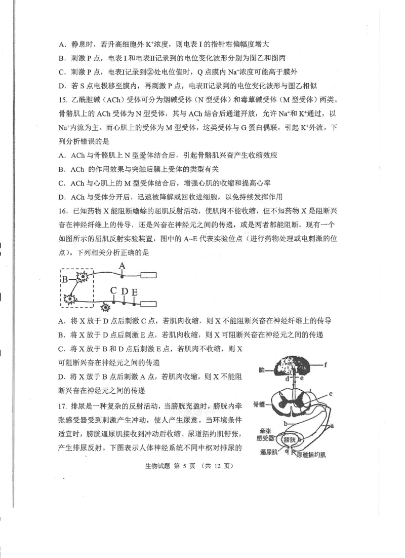 山东省实验中学2024-2025学年高二上学期10月月考生物试题含答案_2024-2025高二（7-7月题库）_2024年10月试卷_1024山东省实验中学2024-2025学年高二上学期10月月考