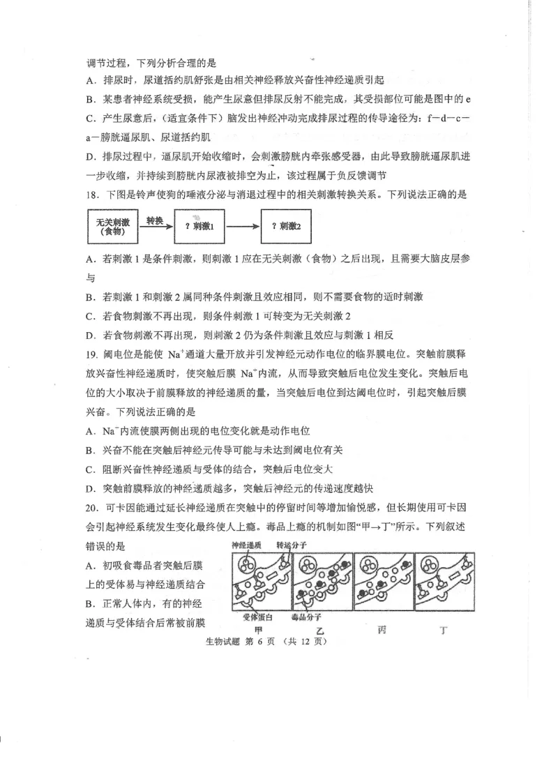 山东省实验中学2024-2025学年高二上学期10月月考生物试题含答案_2024-2025高二（7-7月题库）_2024年10月试卷_1024山东省实验中学2024-2025学年高二上学期10月月考