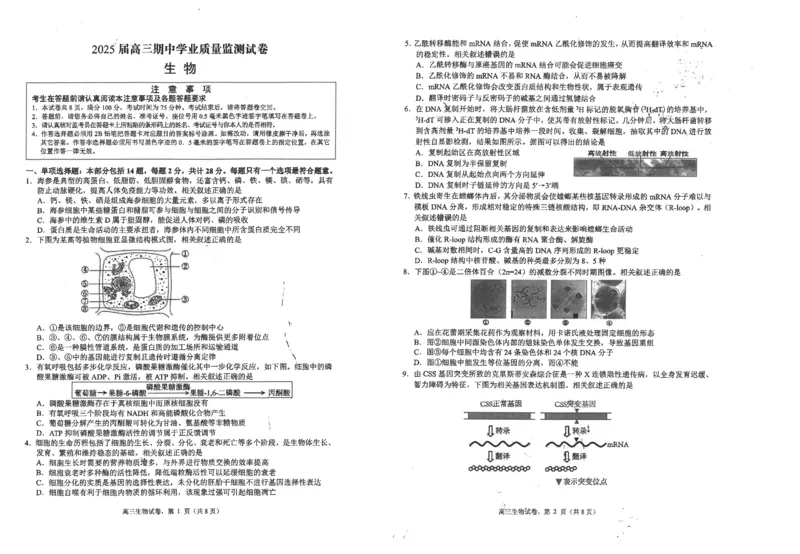 江苏省海安高级中学2024-2025学年高三上学期期中考试生物试题（含答案）_2024-2025高三（6-6月题库）_2024年12月试卷_1205江苏省海安高级中学2024-2025学年高三上学期期中考试试题