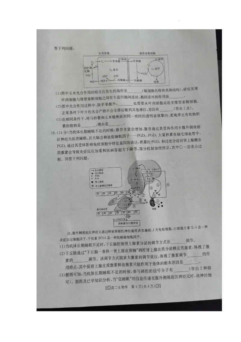 湖南省湘西2023-2024学年高二下学期期末考试生物试题_2024-2025高二（7-7月题库）_2024年07月试卷_0706湖南省金太阳2023-2024学年高二下学期7月期末考试