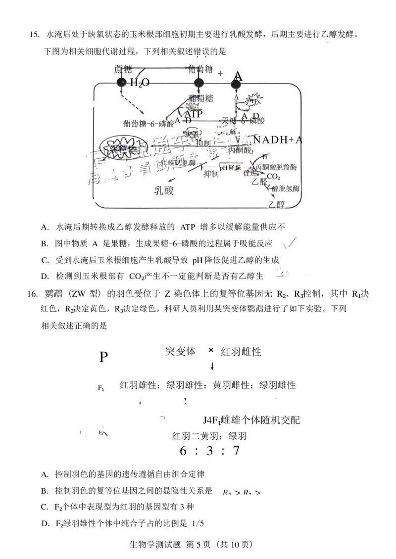 广东省韶关市2025届高三综合测试一生物试卷（PDF版含答案）_2024-2025高三（6-6月题库）_2024年11月试卷_1114广东省韶关市2025届高三综合测试(一)（全科）