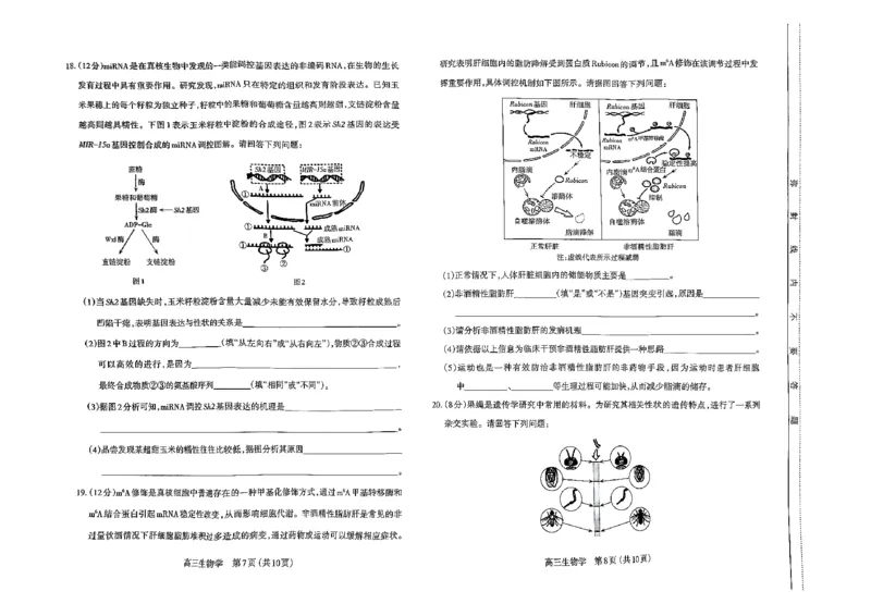 山西省太原市2024-2025学年第一学期期中测评高三生物试卷(PDF版，含答案)_2024-2025高三（6-6月题库）_2024年11月试卷_1114山西省太原市2024-2025学年高三第一学期期中测评（全科）