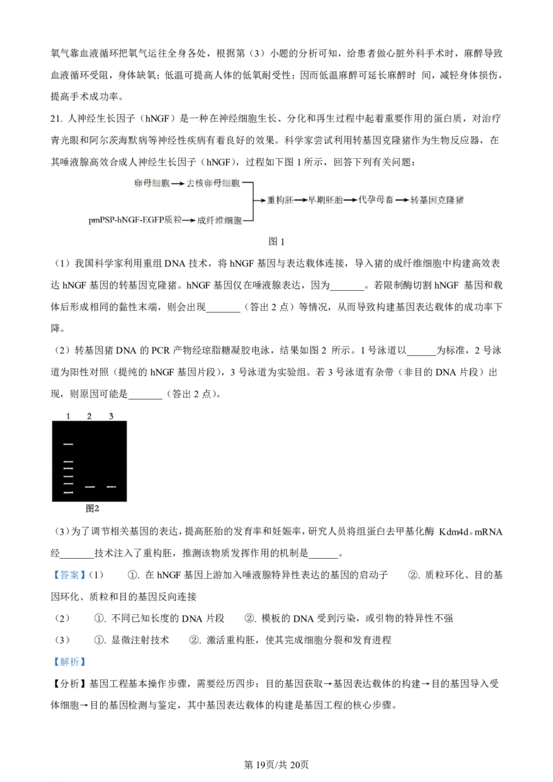 精品解析：2024届广西届南宁市高三二模生物试卷（解析版）(1)_2024年5月_025月合集_2024届广西届南宁市高三二模（金太阳459C）