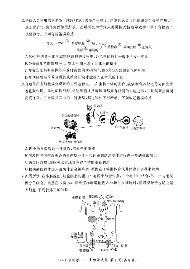 百师联盟2024届高三下学期二轮复习联考（一）生物+答案(1)_2024年4月_024月合集_2024届百师联盟高三二轮复习联考（一）新高考