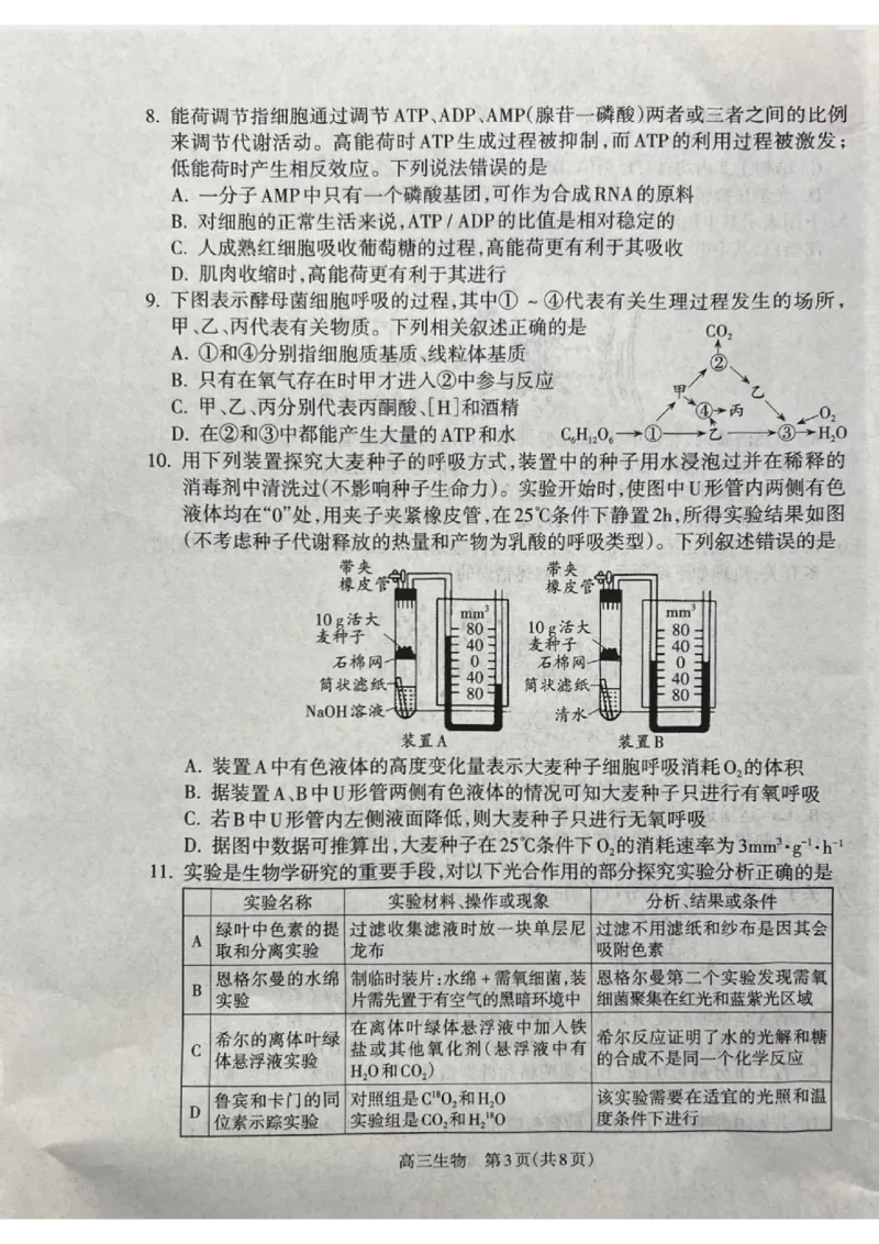 山西省吕梁市2024-2025学年高三上学期11月期中生物试题_2024-2025高三（6-6月题库）_2024年11月试卷_1105山西省吕梁市2024-2025学年高三上学期11月期中