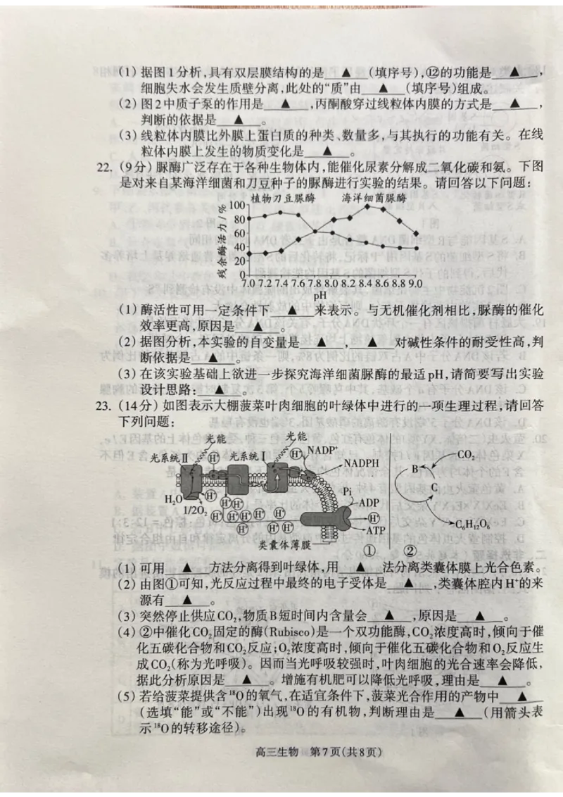 山西省吕梁市2024-2025学年高三上学期11月期中生物试题_2024-2025高三（6-6月题库）_2024年11月试卷_1105山西省吕梁市2024-2025学年高三上学期11月期中