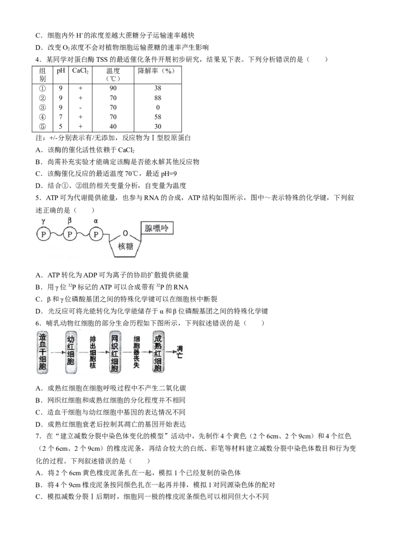 安徽省省十联考（合肥一中）2024年高二下学期7月期末生物试题_2024-2025高三（6-6月题库）_2024年07月试卷_240707安徽省省十联考2024年高二下学期7月期末