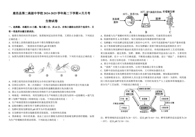 河南省周口市鹿邑县第二高级中学校2024-2025学年高二下学期4月月考生物学试题（含答案）_2024-2025高二（7-7月题库）_2025年04月试卷(1)