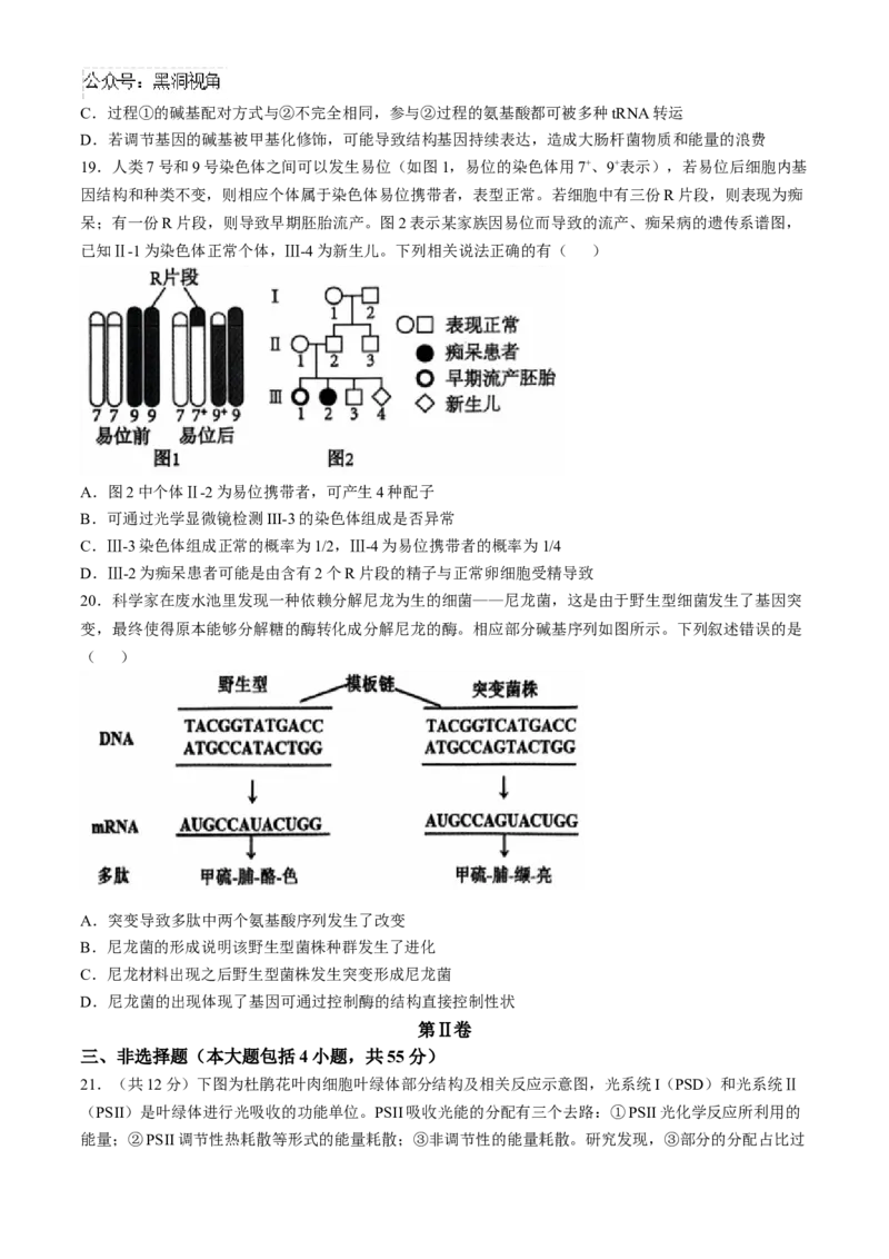 辽宁省沈阳市郊联体2024-2025学年高三上学期11月期中生物试题（含答案）_2024-2025高三（6-6月题库）_2024年11月试卷_1117辽宁省沈阳市郊联体2024-2025学年高三上学期11月期中（全科）