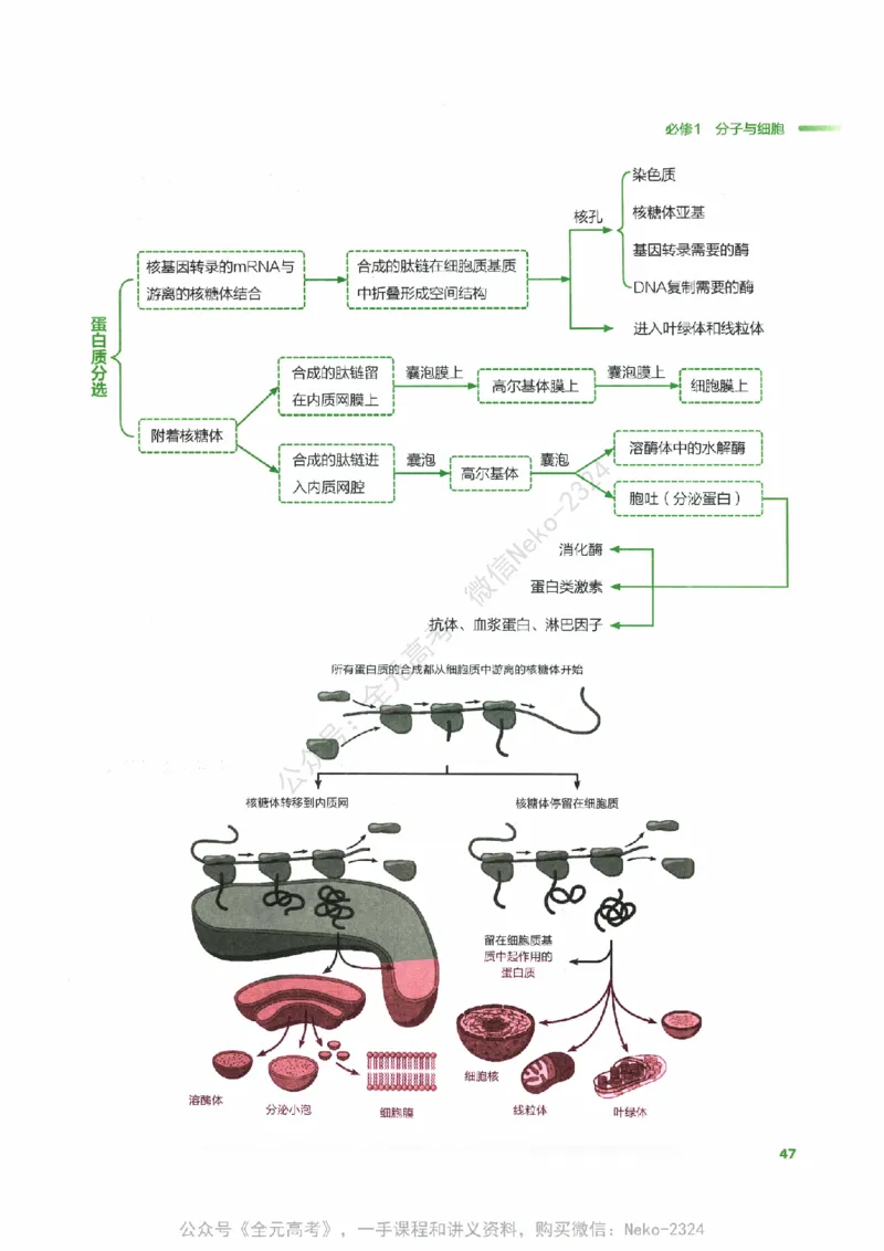 （备份）2024版《汉水丑生&middot;高中生物基础知识》2.0版_@_2024-2025高三（6-6月题库）_2024年09月试卷_汉水