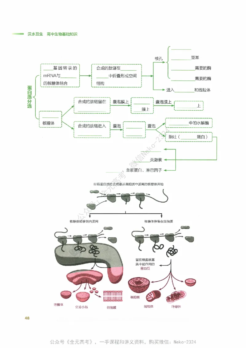 （备份）2024版《汉水丑生&middot;高中生物基础知识》2.0版_@_2024-2025高三（6-6月题库）_2024年09月试卷_汉水