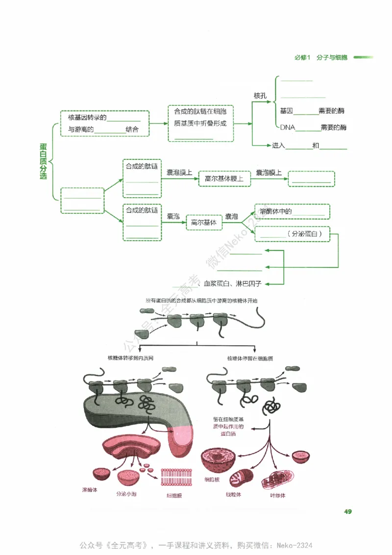 （备份）2024版《汉水丑生&middot;高中生物基础知识》2.0版_@_2024-2025高三（6-6月题库）_2024年09月试卷_汉水