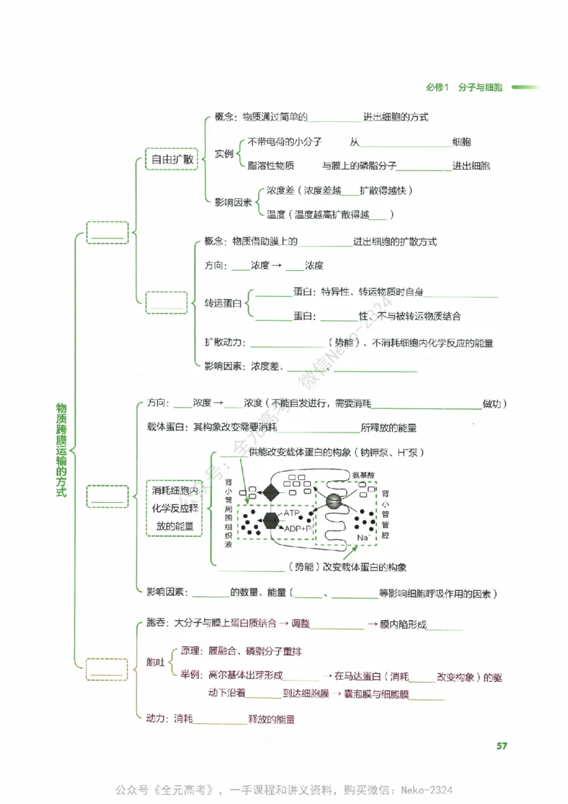 （备份）2024版《汉水丑生&middot;高中生物基础知识》2.0版_@_2024-2025高三（6-6月题库）_2024年09月试卷_汉水
