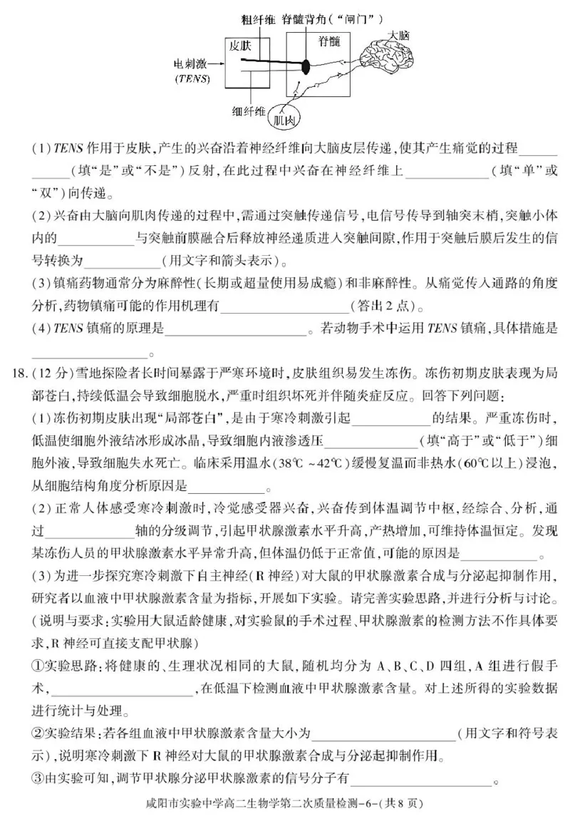 陕西省咸阳市实验中学2025-2026学年高二上学期第二次质量检测生物试卷_251208陕西省咸阳市实验中学2025-2026学年高二上学期第二次质量检测（全）