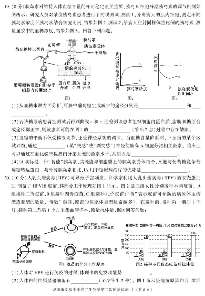 陕西省咸阳市实验中学2025-2026学年高二上学期第二次质量检测生物试卷_251208陕西省咸阳市实验中学2025-2026学年高二上学期第二次质量检测（全）