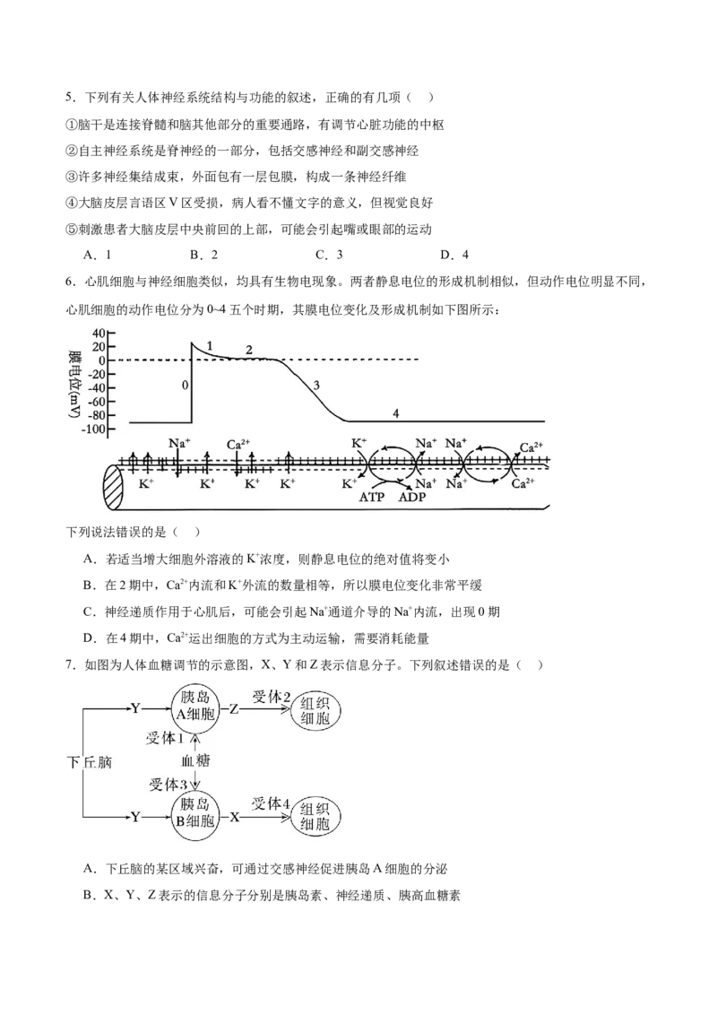 辽宁省实验中学2025-2026学年高二上学期期中阶段测试生物Word版含答案_251218辽宁省实验中学2025-2026学年高二上学期期中阶段测试（全）