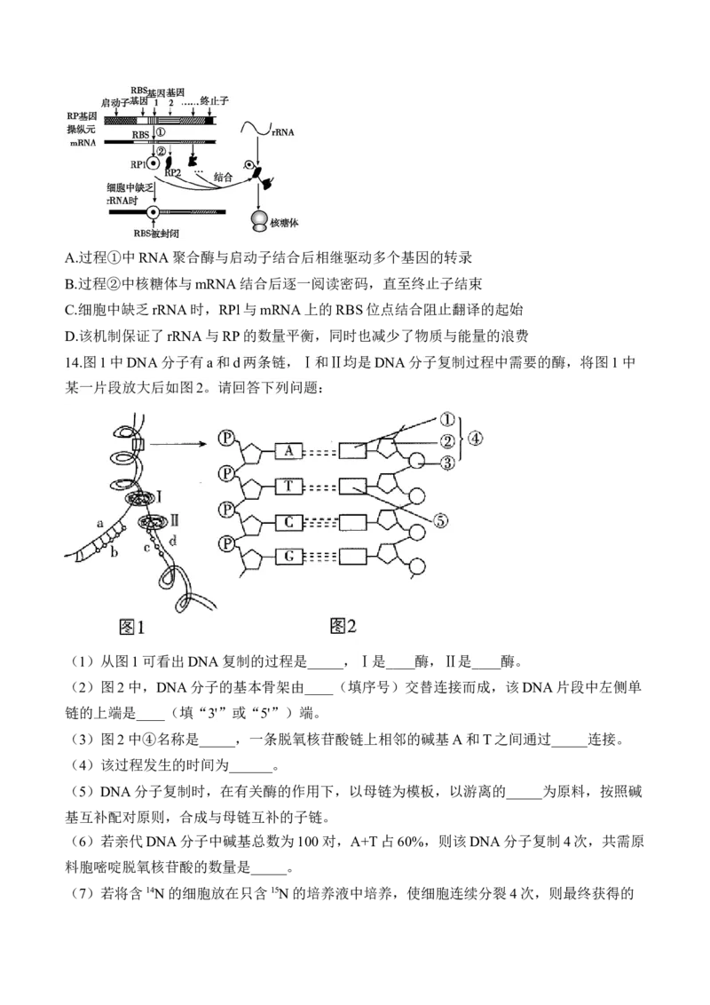 （9）遗传的分子基础&mdash;&mdash;高考生物二轮复习易错重难提升（含解析）_2024-2025高三（6-6月题库）_2026年1月高三_260104高考生物二轮复习易错重难提升（含解析）