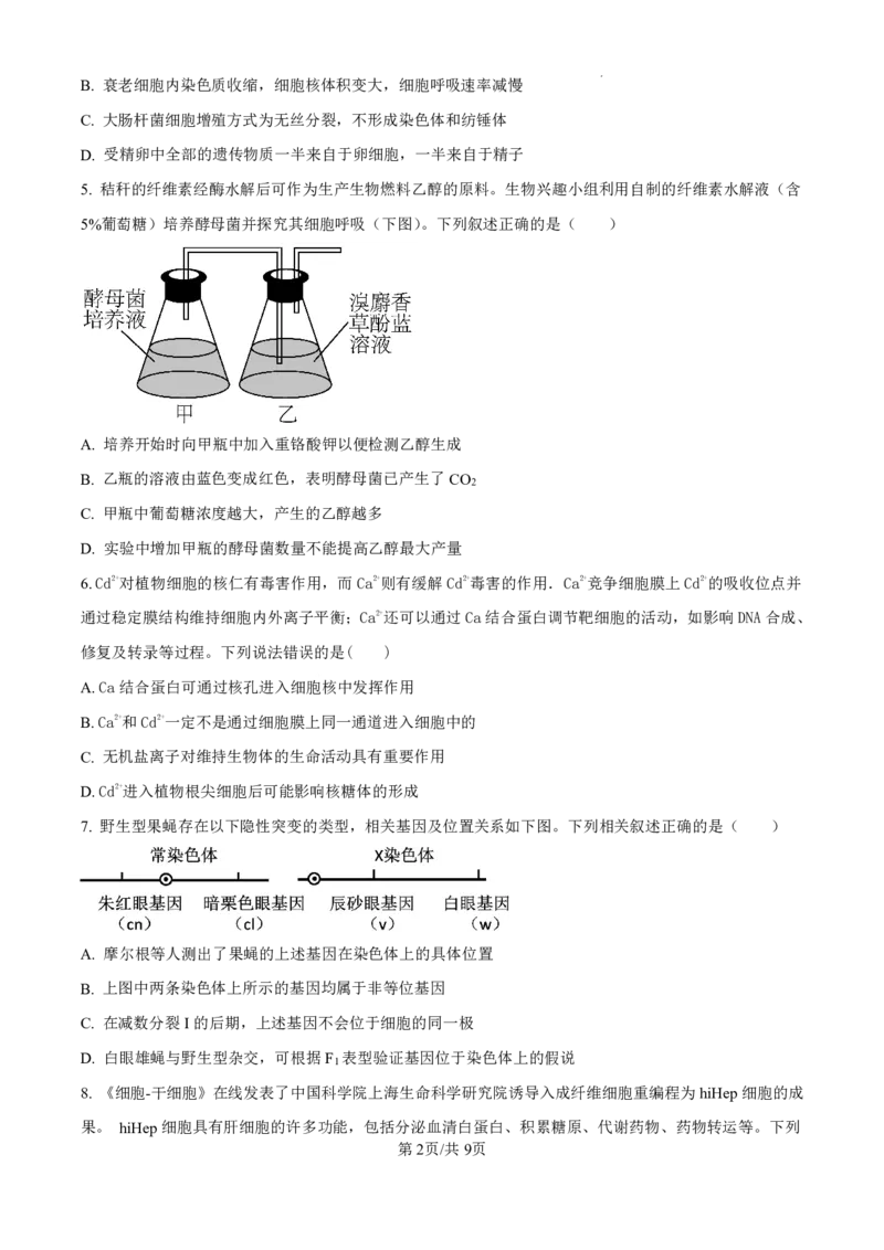 生物-广东省东莞市东莞外国语学校2025届高三上学期10月月考_2024-2025高三（6-6月题库）_2024年10月试卷_1021广东省东莞市东莞外国语学校2025届高三上学期10月月考