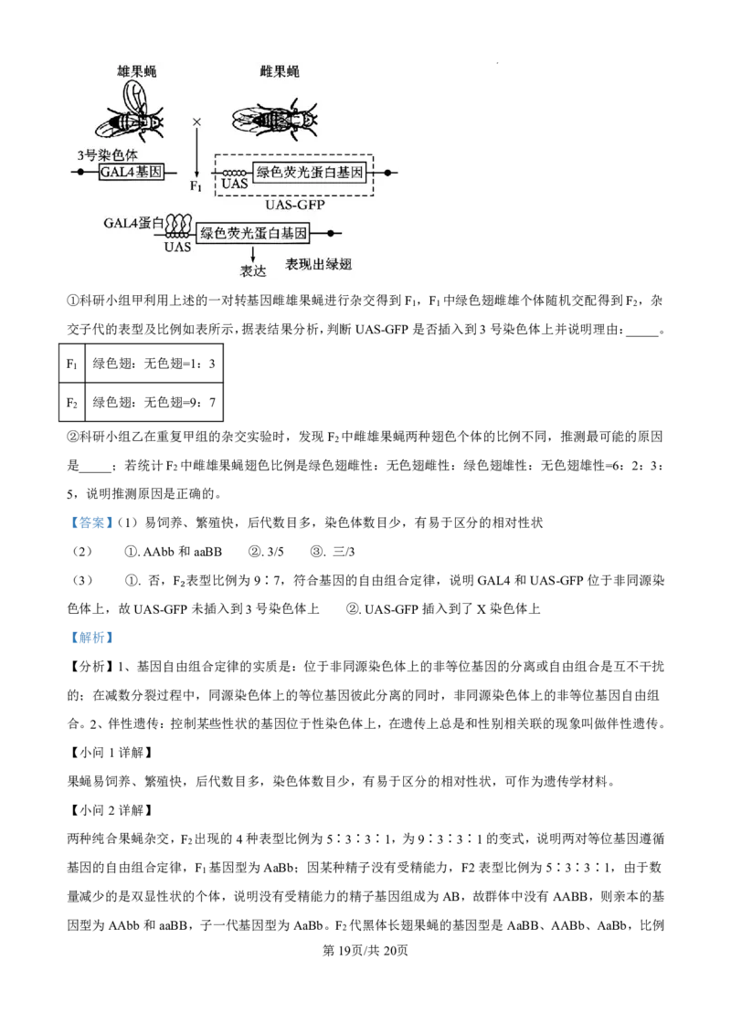 生物-广东省东莞市东莞外国语学校2025届高三上学期10月月考_2024-2025高三（6-6月题库）_2024年10月试卷_1021广东省东莞市东莞外国语学校2025届高三上学期10月月考
