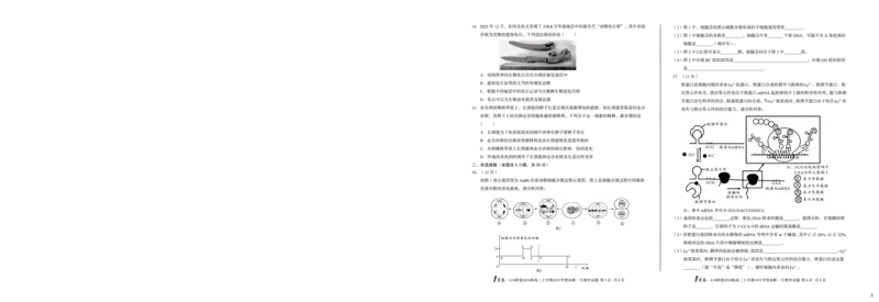 （C卷）1号卷&middot;A10联盟2024级高二上学期10月学情诊断生物学c_2025年10月高二试卷_251017安徽省1号卷&middot;A10联盟2024级高二上学期10月学情诊断（全）