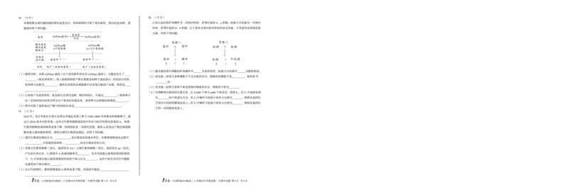 （C卷）1号卷&middot;A10联盟2024级高二上学期10月学情诊断生物学c_2025年10月高二试卷_251017安徽省1号卷&middot;A10联盟2024级高二上学期10月学情诊断（全）