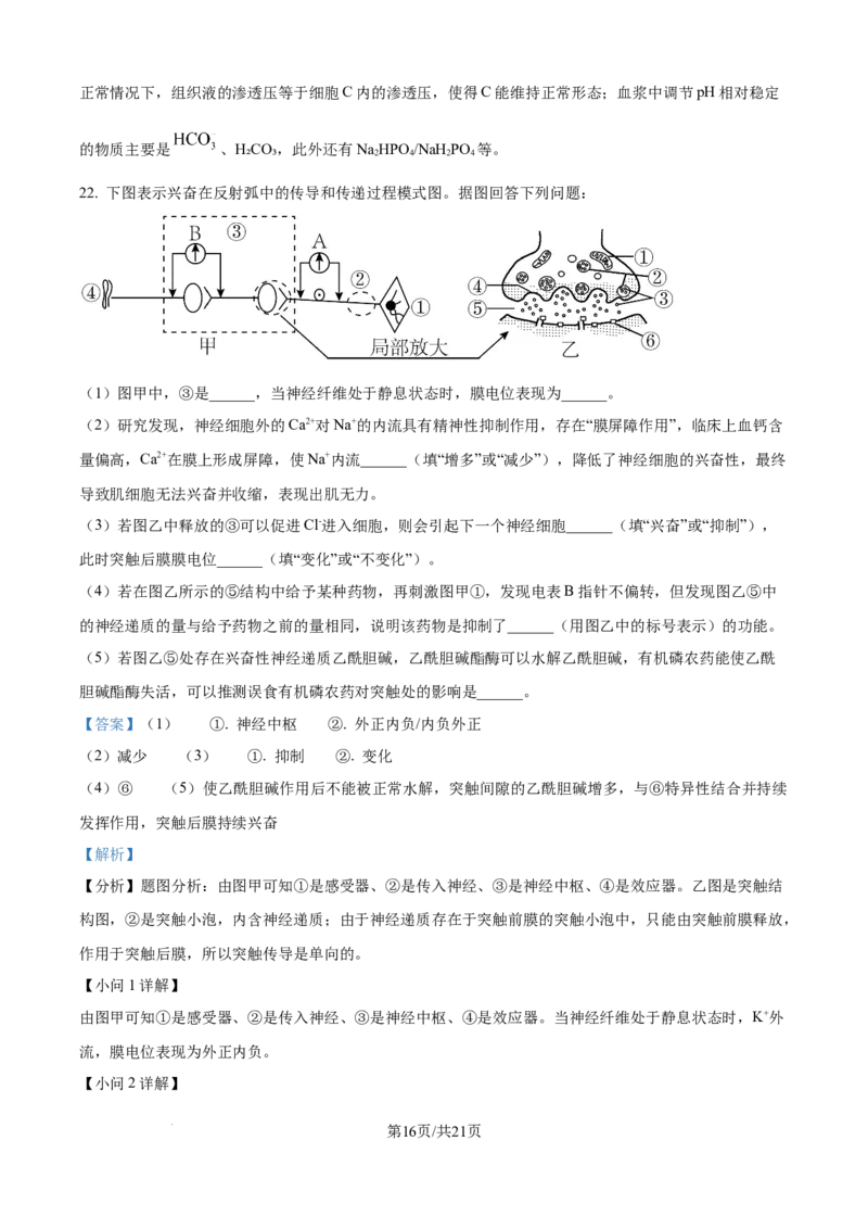 精品解析：山东省济宁市第一中学2025-2026学年高二上学期10月月考生物试题（解析版）_2025年10月高二试卷_251030山东省济宁市第一中学2025-2026学年高二上学期10月月考（全）