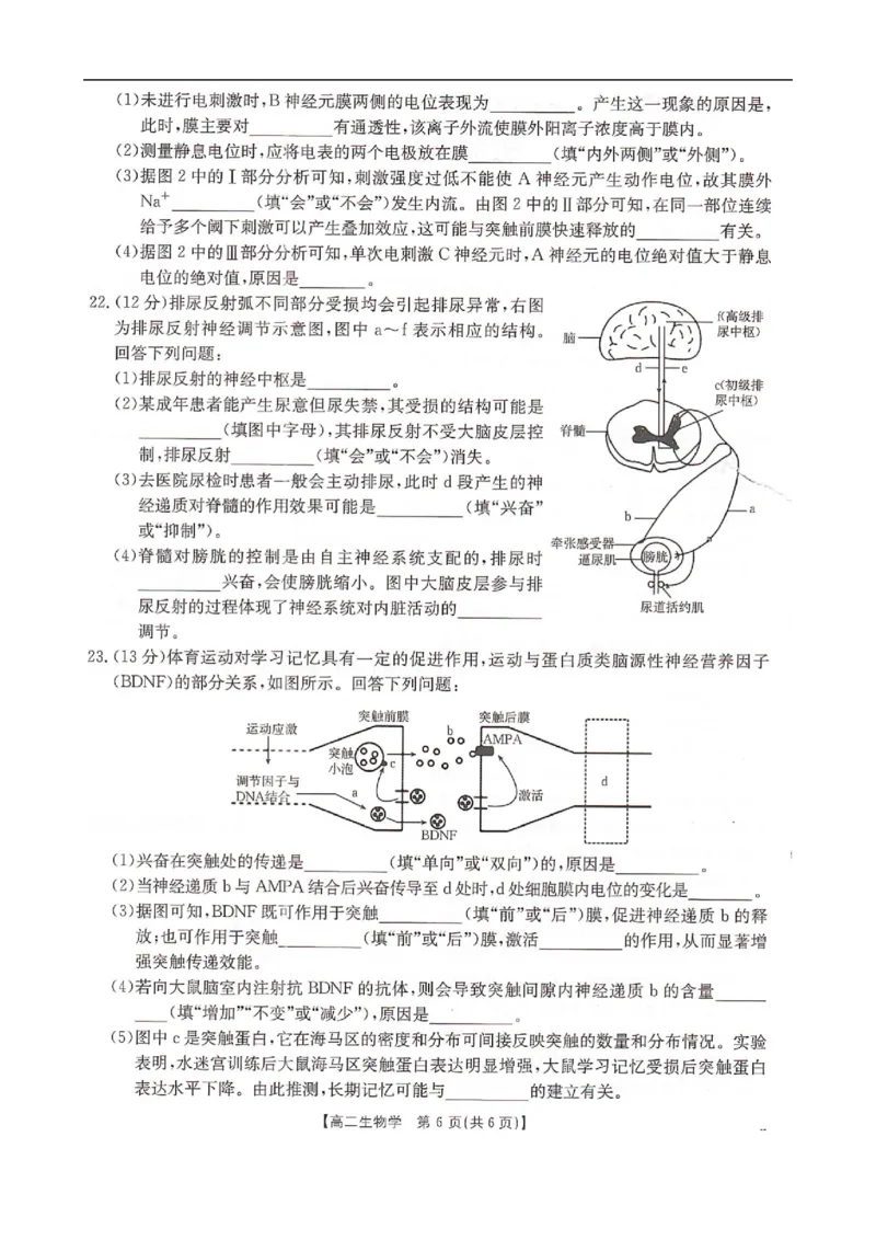 高二生物_2025年10月高二试卷_251027河北省邢台市卓越联盟2025-2026学年高二上学期10月月考（全）_河北省邢台市卓越联盟2025-2026学年高二上学期10月月考生物试题（扫描版，有解析）