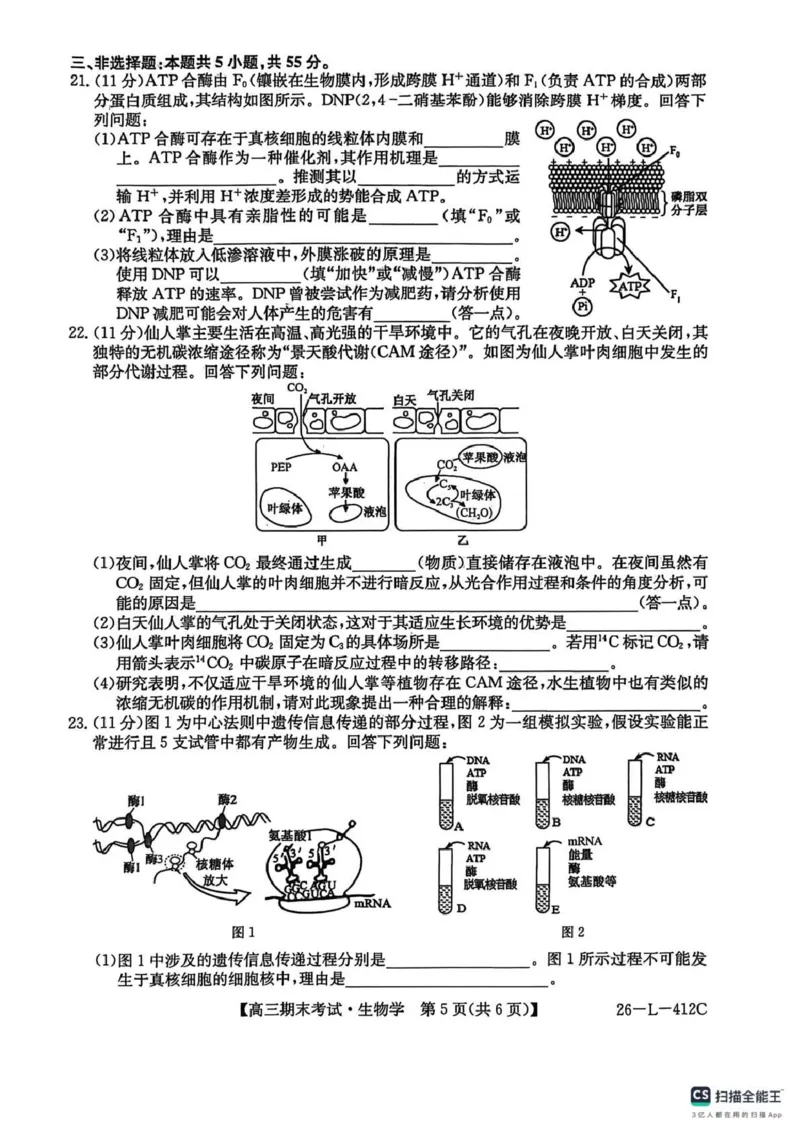齐齐哈尔市2025~2026学年度上学期高三期末考试（26-L-412C）生物_2024-2026高三（6-6月题库）_2026年01月高三试卷_0108黑龙江省齐齐哈尔市2025~2026学年度上学期高三期末考试（26-L-412C）