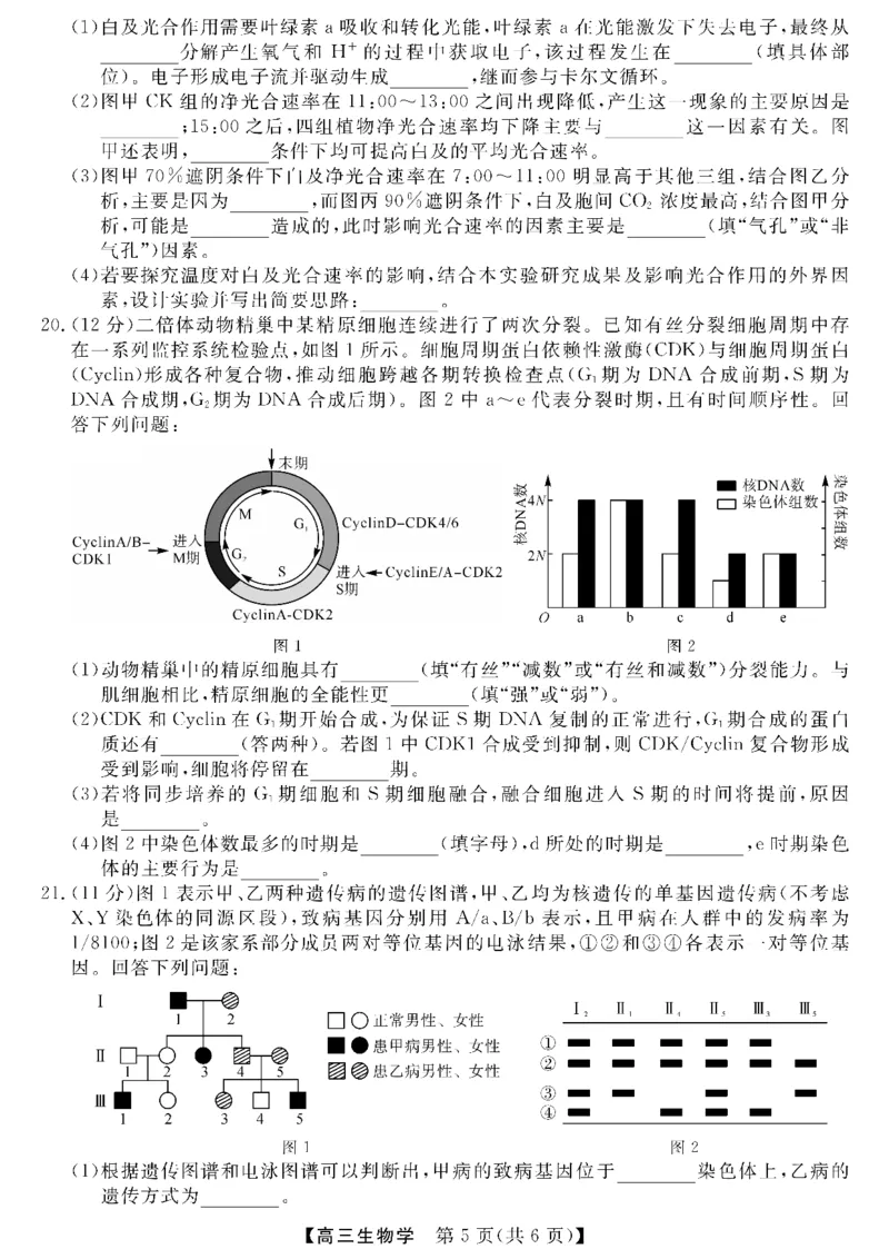 金科新未来11月18-19日高三联考-生物_2024-2025高三（6-6月题库）_2024年11月试卷_1121河南省金科新未来大联考2024-2025学年高三上学期11月质量检测