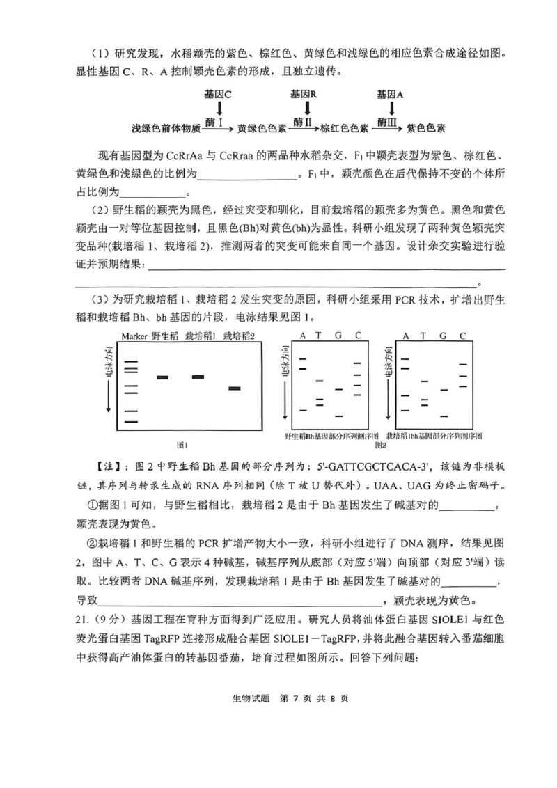 陕西省渭南市2026届高三上学期教学质量检测（Ⅰ）生物+答案_2024-2026高三（6-6月题库）_2026年01月高三试卷_0115陕西省渭南市2026届高三上学期教学质量检测（Ⅰ）（全）