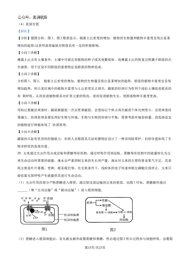 精品解析：湖北省武汉市东西湖区华中师范大学第一附属中学2024-2025学年高三上学期11月期中生物试题（解析版）_2024-2025高三（6-6月题库）_2024年11月试卷