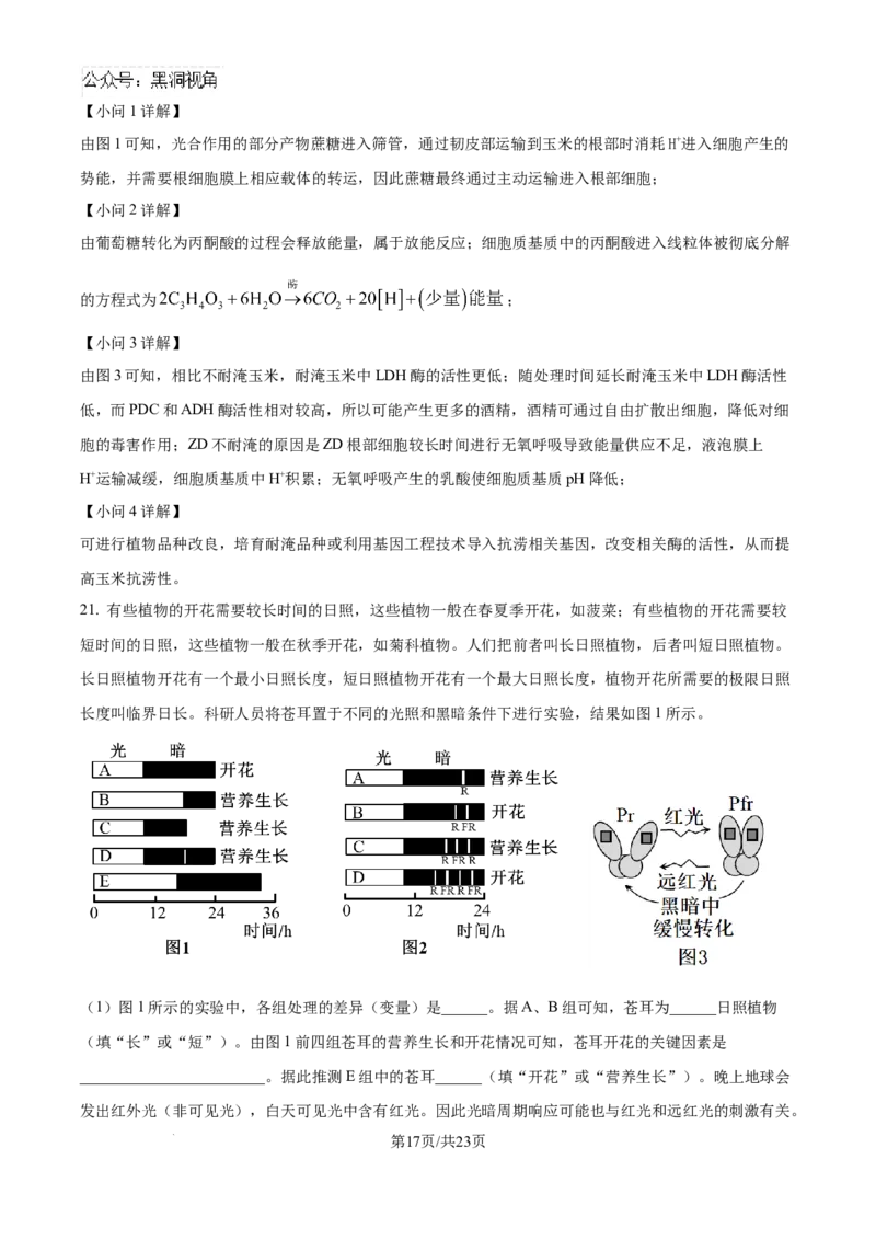 精品解析：湖北省武汉市东西湖区华中师范大学第一附属中学2024-2025学年高三上学期11月期中生物试题（解析版）_2024-2025高三（6-6月题库）_2024年11月试卷