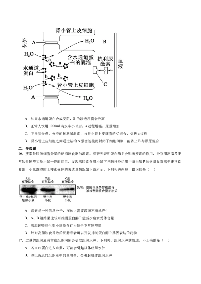 辽宁省大连市滨城高中联盟2025-2026学年高二上学期期中考试生物试卷（含答案）_251203辽宁省大连市滨城高中联盟2025-2026学年高二上学期期中考试