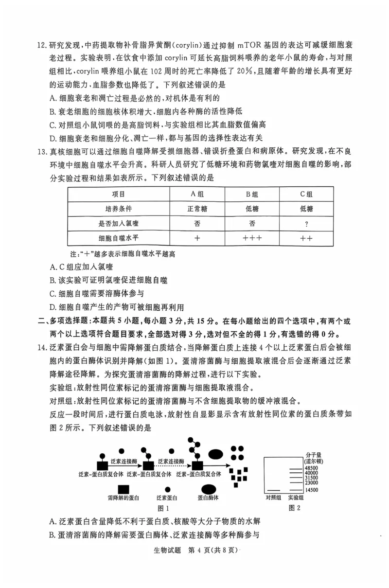 生物_2024-2025高三（6-6月题库）_2024年10月试卷_1010河南省青桐鸣2025届高三10月大联考_河南省青桐鸣2025届高三10月大联考生物试题