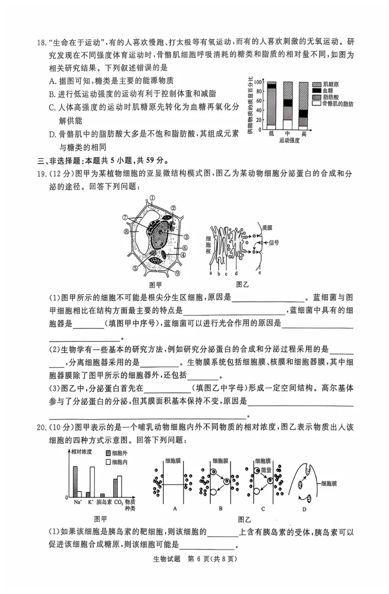生物_2024-2025高三（6-6月题库）_2024年10月试卷_1010河南省青桐鸣2025届高三10月大联考_河南省青桐鸣2025届高三10月大联考生物试题